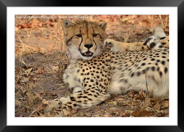  Cheetah relaxing Framed Mounted Print by Angela Starling