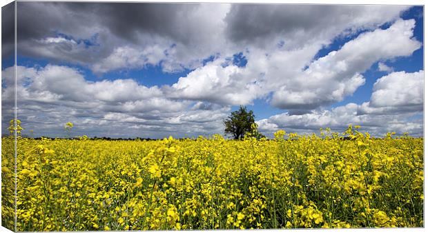  Fields of Yellow Canvas Print by Dean Messenger