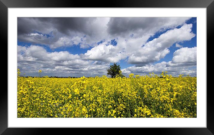  Fields of Yellow Framed Mounted Print by Dean Messenger