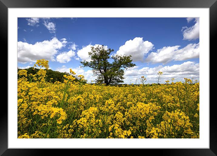  Rapeseed and tree Framed Mounted Print by Dean Messenger