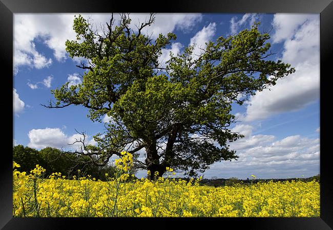 tree amongst the Yellow Framed Print by Dean Messenger