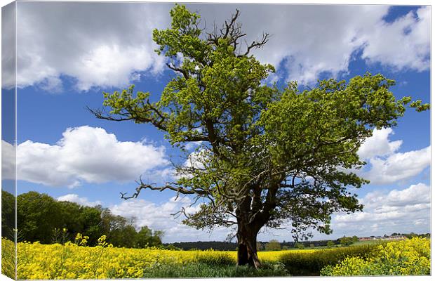 Lone tree in Summer Canvas Print by Dean Messenger