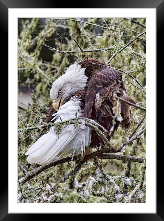  Bald Eagle Framed Mounted Print by Val Saxby LRPS