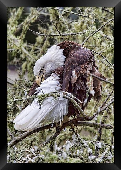  Bald Eagle Framed Print by Val Saxby LRPS