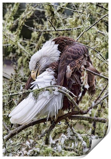  Bald Eagle Print by Val Saxby LRPS