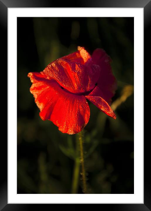  Red Poppy Framed Mounted Print by Svetlana Sewell