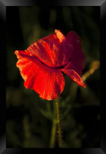  Red Poppy Framed Print by Svetlana Sewell