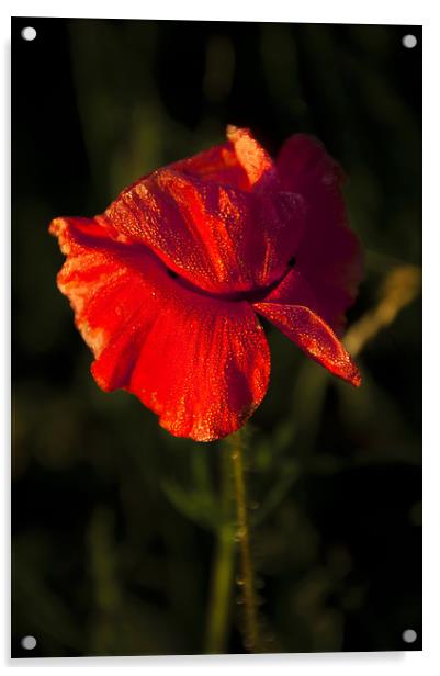 Red Poppy Acrylic by Svetlana Sewell