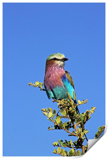 Lilac Breasted Roller Print by Tony Murtagh