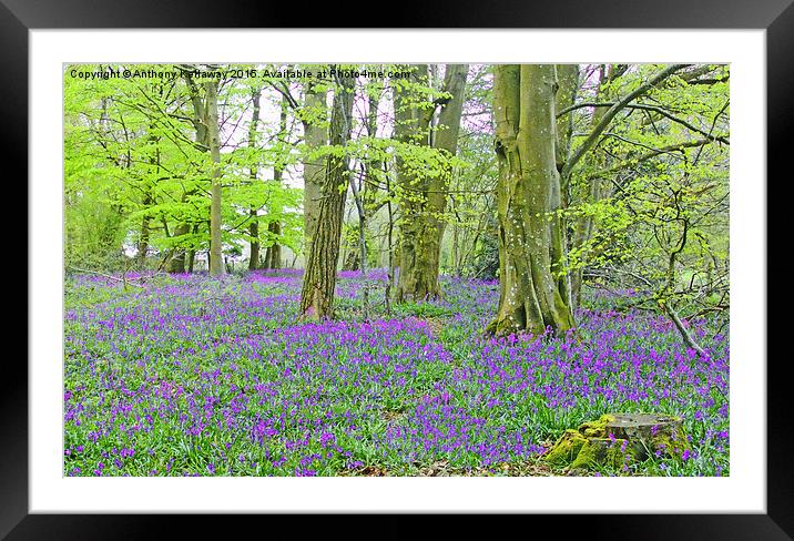  BLUEBELLS IN MICHELDEVER WOOD Framed Mounted Print by Anthony Kellaway