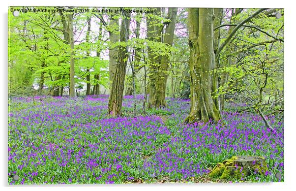  BLUEBELLS IN MICHELDEVER WOOD Acrylic by Anthony Kellaway