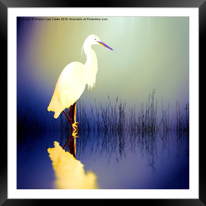  Egret in Amethyst Framed Mounted Print by Sharon Lisa Clarke