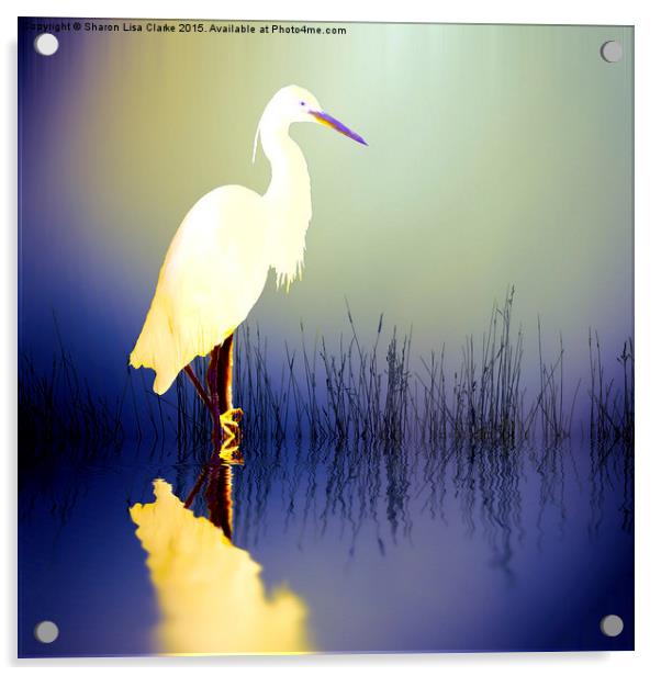  Egret in Amethyst Acrylic by Sharon Lisa Clarke