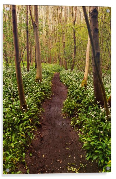  Garlic Path Acrylic by Svetlana Sewell