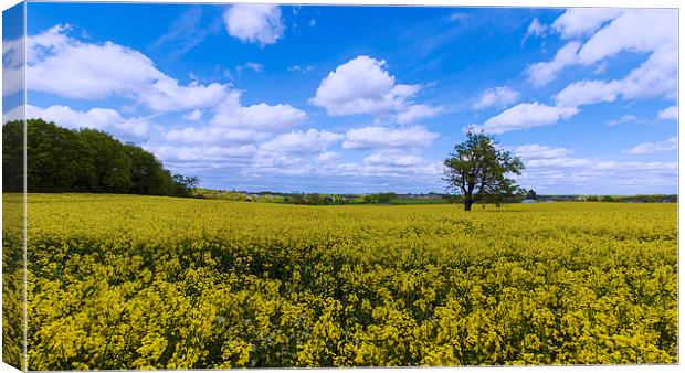  fields of gold skies of blue Canvas Print by Dean Messenger