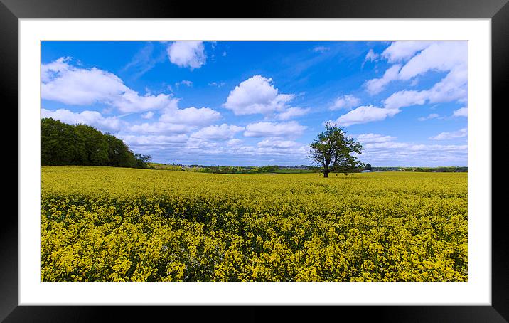  fields of gold skies of blue Framed Mounted Print by Dean Messenger
