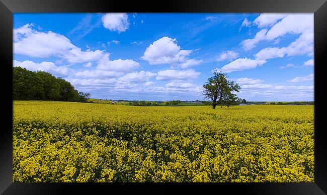  fields of gold skies of blue Framed Print by Dean Messenger