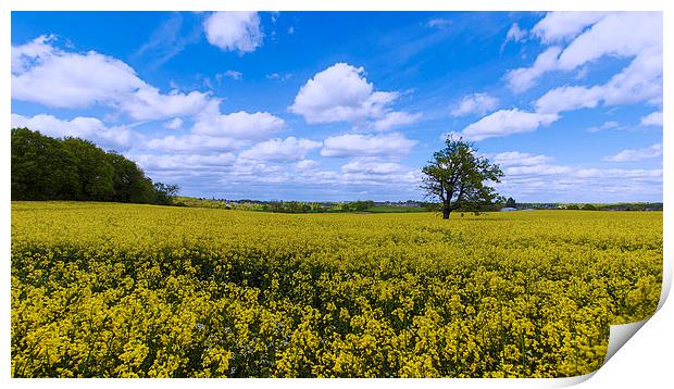  fields of gold skies of blue Print by Dean Messenger