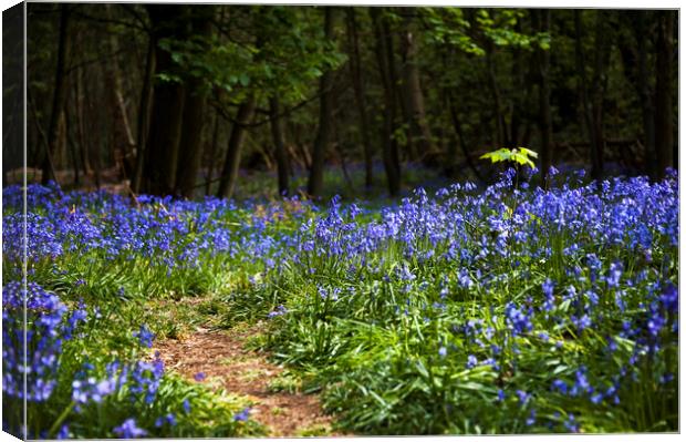  Bluebells of Forest Canvas Print by Svetlana Sewell