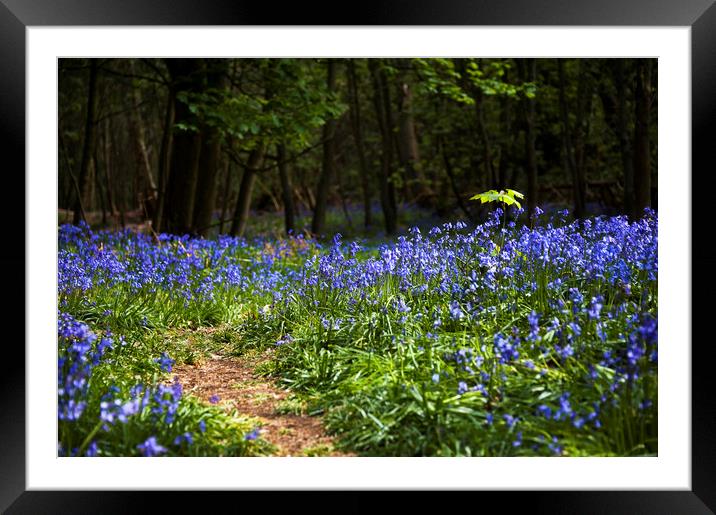  Bluebells of Forest Framed Mounted Print by Svetlana Sewell