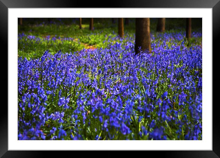  Bluebells Bloom Framed Mounted Print by Svetlana Sewell