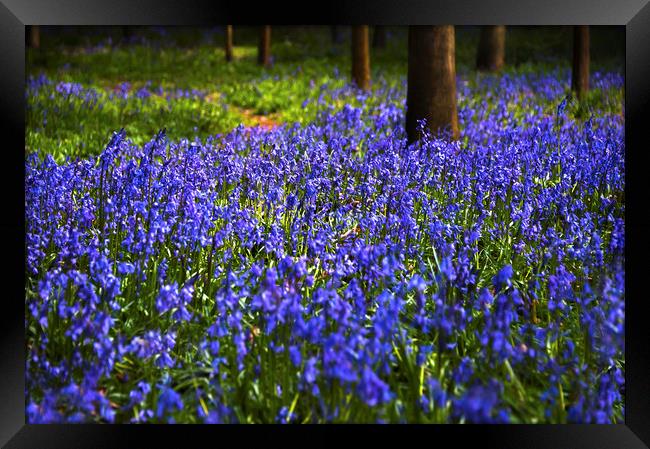  Bluebells Bloom Framed Print by Svetlana Sewell