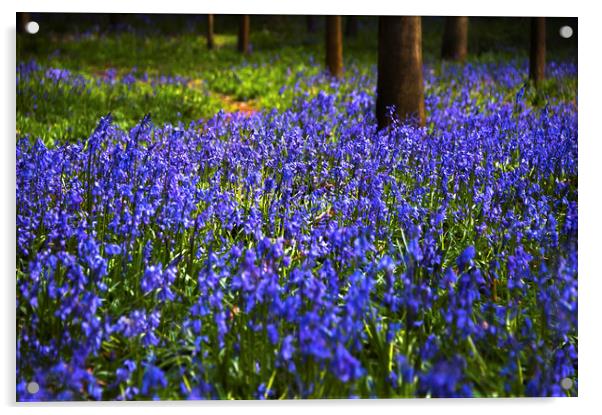  Bluebells Bloom Acrylic by Svetlana Sewell