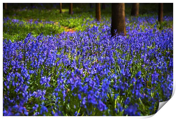  Bluebells Bloom Print by Svetlana Sewell