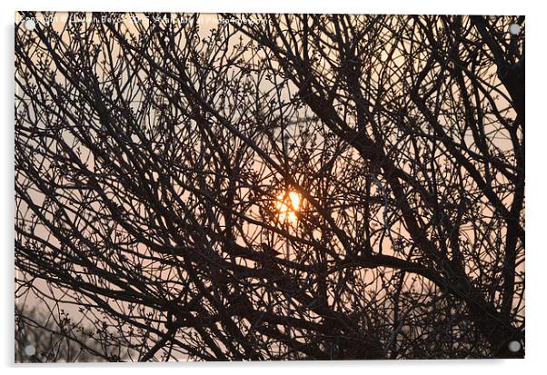  Dusk Through The Trees Acrylic by Lauren Boyce