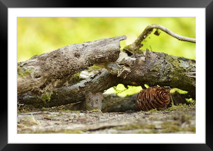  Little Bank Vole Framed Mounted Print by Ashley Jackson