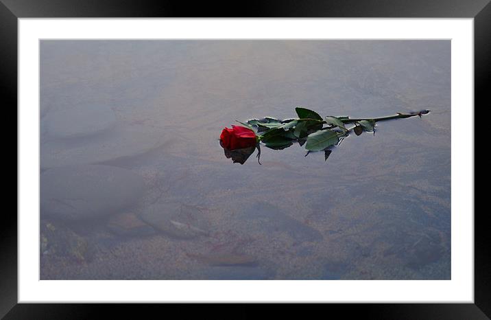 Red Rose floating in water Framed Mounted Print by C.C Photography