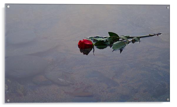 Red Rose floating in water Acrylic by C.C Photography