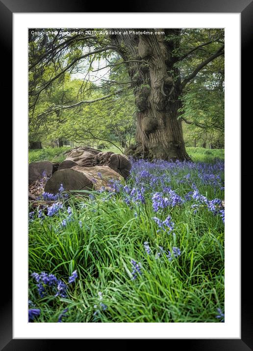  Bluebell Glade Framed Mounted Print by Andy dean