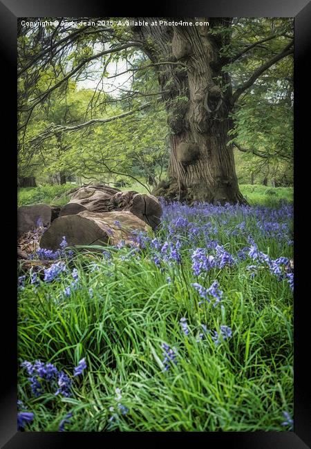  Bluebell Glade Framed Print by Andy dean