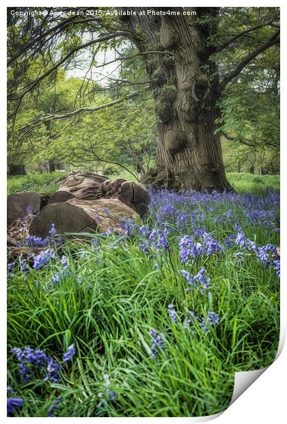  Bluebell Glade Print by Andy dean