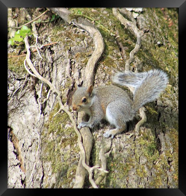  Grey Squirrel Framed Print by mark philpott