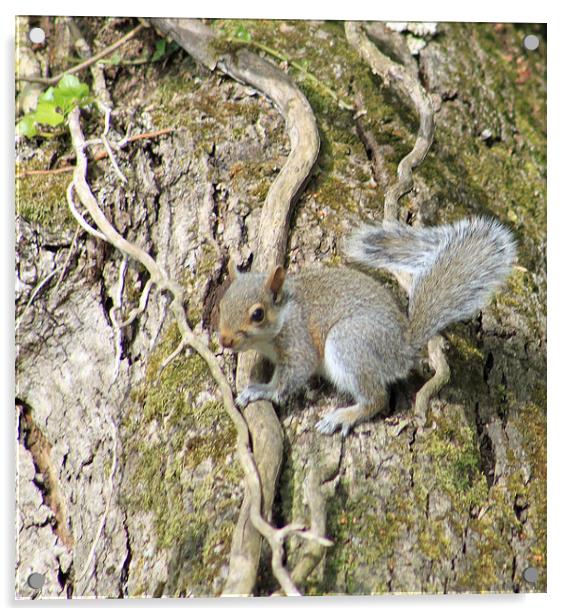  Grey Squirrel Acrylic by mark philpott