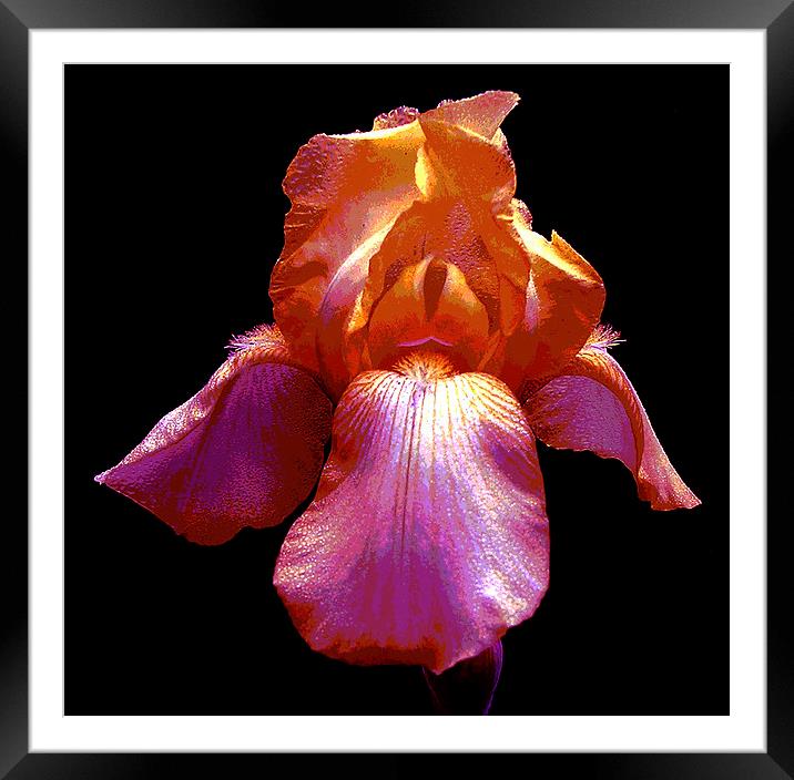Many Colored Iris  Framed Mounted Print by james balzano, jr.