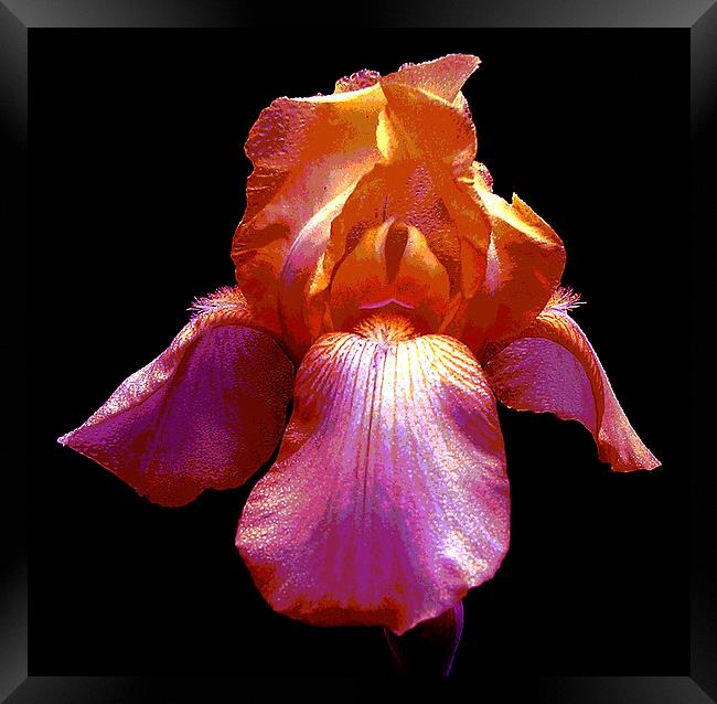 Many Colored Iris  Framed Print by james balzano, jr.