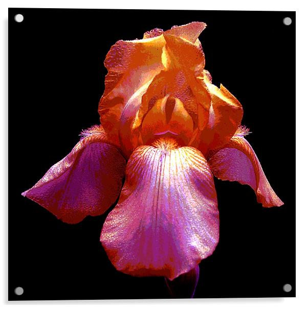Many Colored Iris  Acrylic by james balzano, jr.