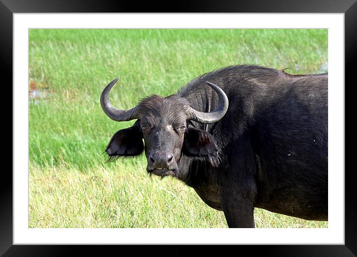  African Buffalo  Framed Mounted Print by Tony Murtagh