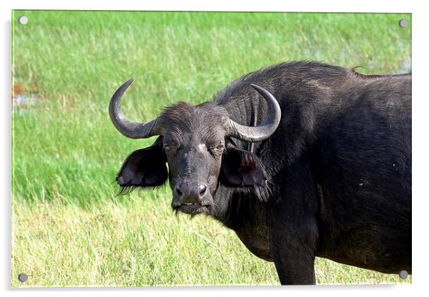  African Buffalo  Acrylic by Tony Murtagh
