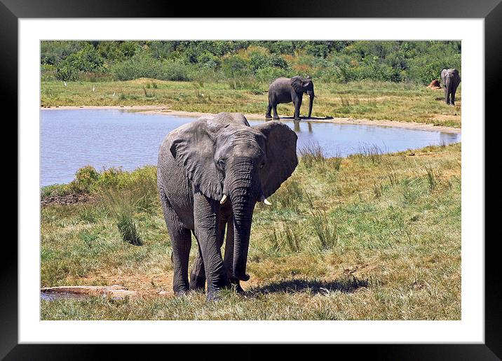 Ivory Lodge Elephants   Framed Mounted Print by Tony Murtagh
