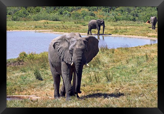 Ivory Lodge Elephants   Framed Print by Tony Murtagh