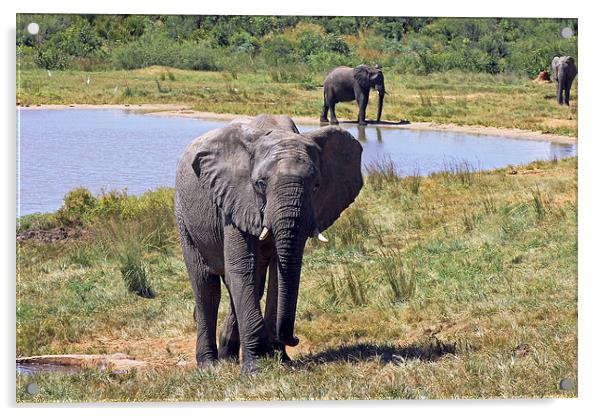 Ivory Lodge Elephants   Acrylic by Tony Murtagh