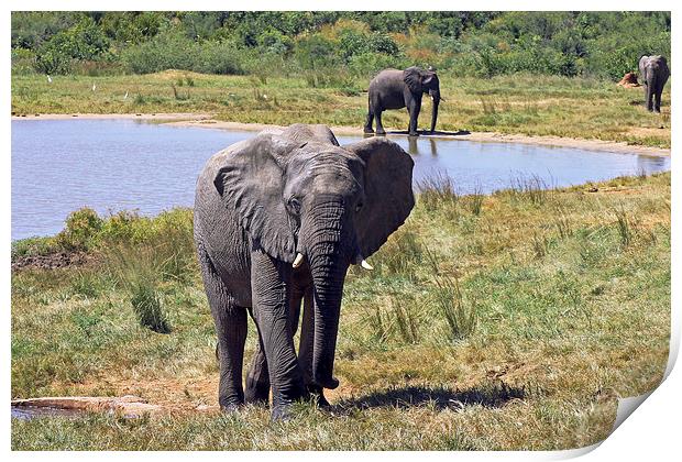 Ivory Lodge Elephants   Print by Tony Murtagh