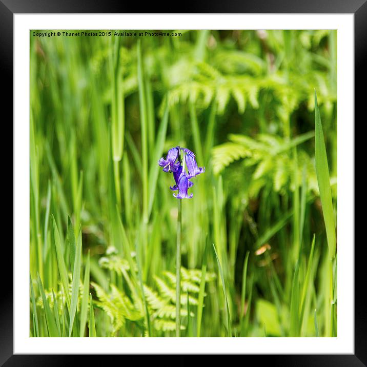  Bluebell Framed Mounted Print by Thanet Photos