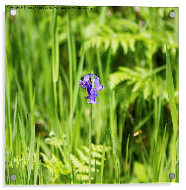  Bluebell Acrylic by Thanet Photos