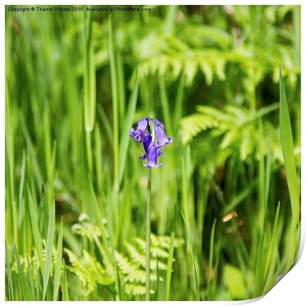  Bluebell Print by Thanet Photos