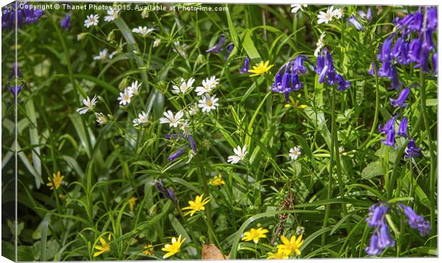  Wildflowers Canvas Print by Thanet Photos